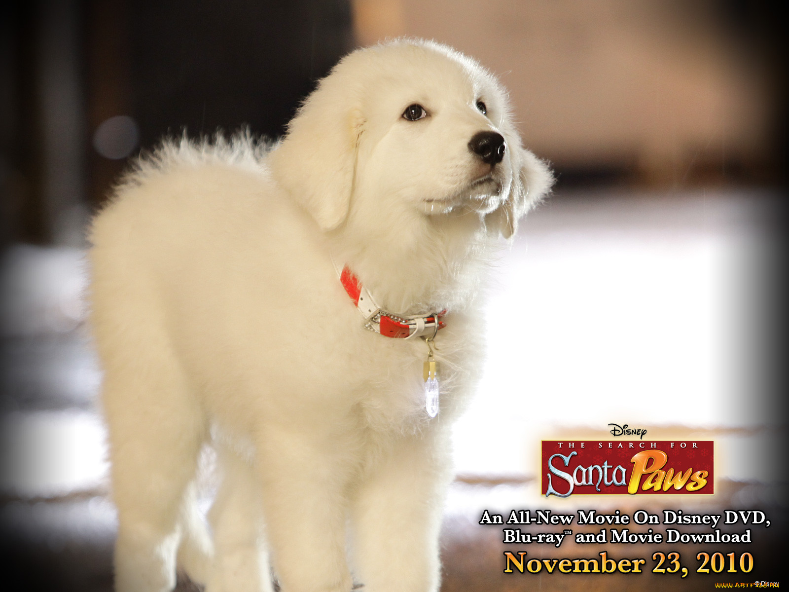 the, search, for, santa, paws, , 
